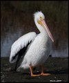_7SB6358 american white pelican